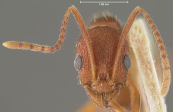 Media type: image;   Entomology 22781 Aspect: head frontal view